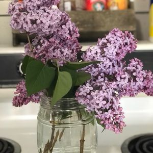 Meet your Posher, Iris